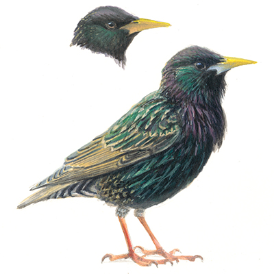 Spreeuwen - Vogels in Dalen en omgeving